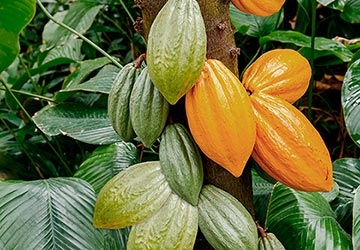 Cocoa pods