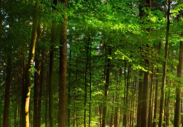Beautiful rays of sunlight in a green forest