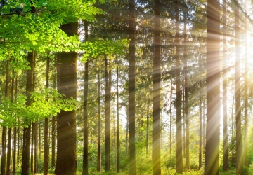 Beautiful rays of sunlight in a green forest