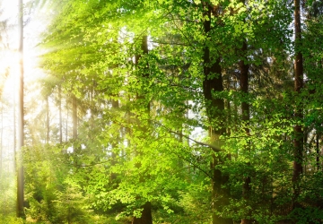 Beautiful rays of sunlight in a green forest