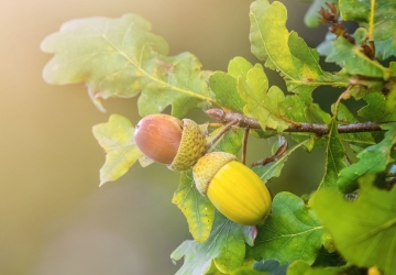 autumn background with oak branches