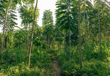 Tek plantation