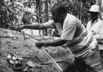 Men measuring a tree log