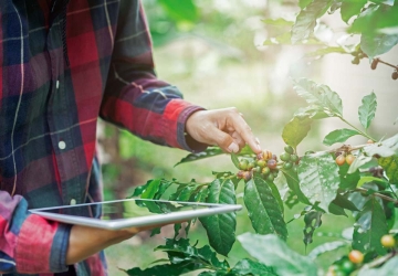 A close-up of a smallholder farmer holding a tablet while inspecting ripening coffee cherries on a branch, illustrating the use of technology in coffee plantation management.