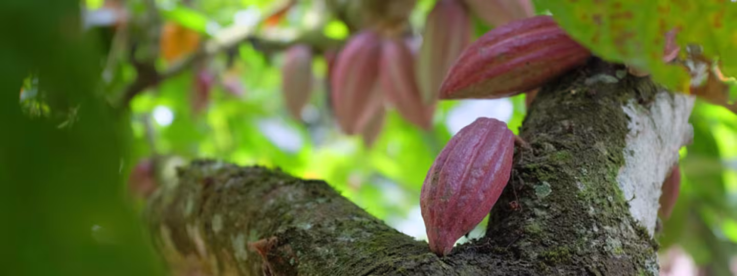 Cocoa pods hanging from a tree