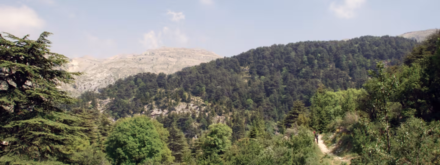 forest in Lebanon