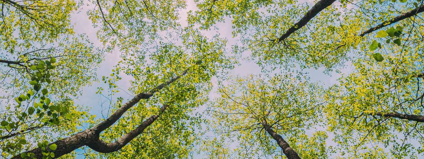 Bottom View Wide Angle Background. Greenwood Forest.