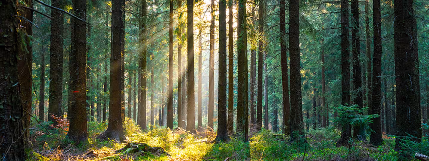 Golden morning light filtering through a dense pine forest canopy.