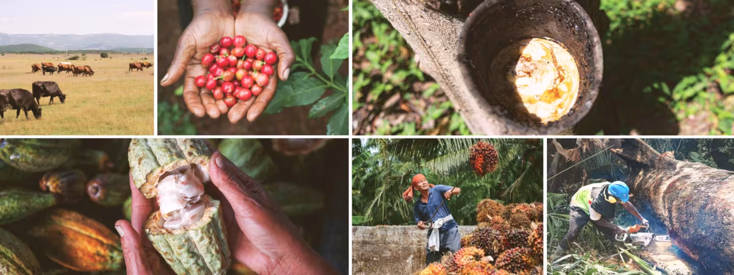 A collage of six images representing global agro-commodities: cattle grazing, hands holding coffee cherries, rubber tapping, harvesting cacao, oil palm fruit collection, and timber logging.