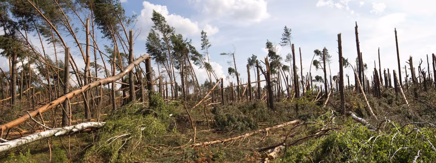 Storm damage in forest