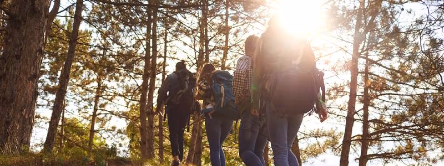 A group of four hikers with backpacks walking up a grassy forest trail into a pine grove at sunset.