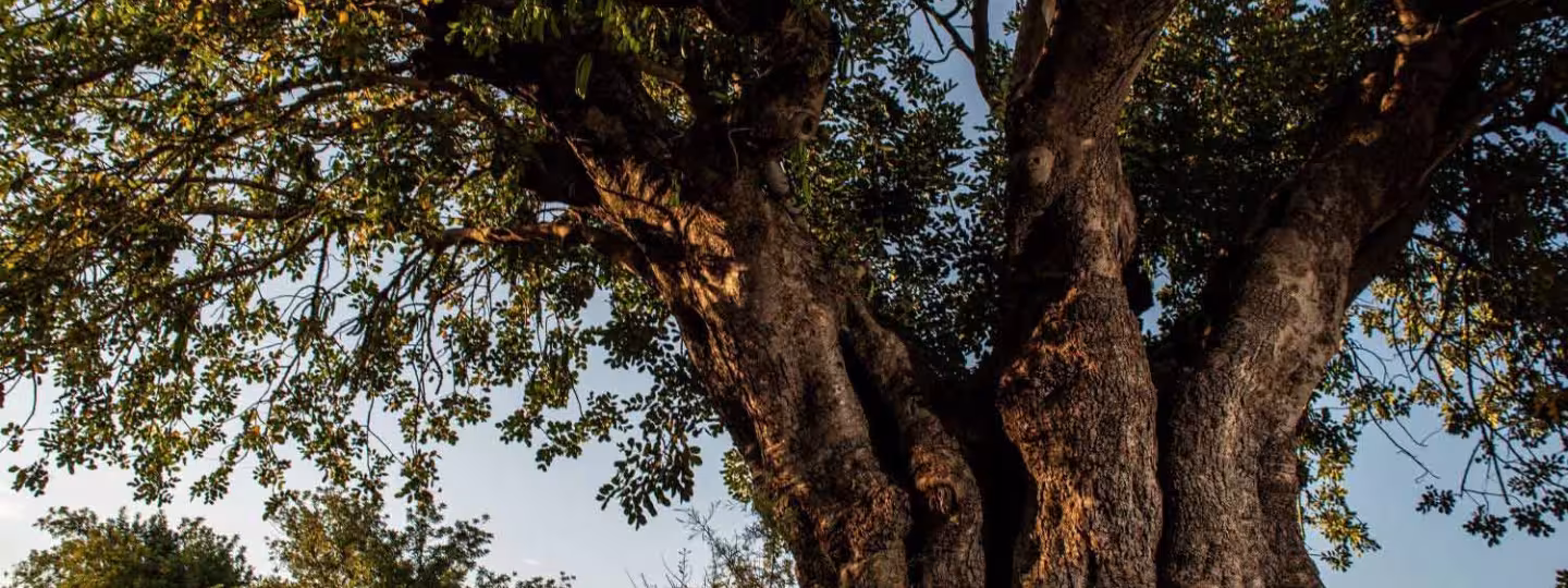 A massive, ancient carob tree with a thick, textured trunk and expansive canopy, photographed from a low angle against a clear sky.