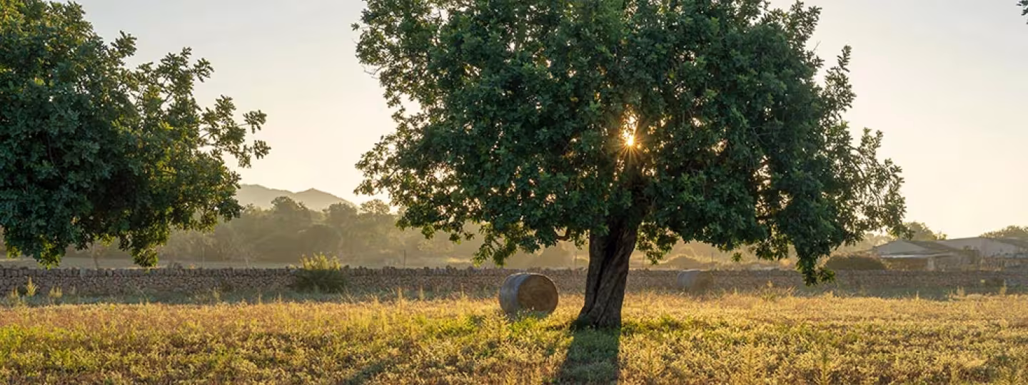 A sunlit carob tree stands in a rural field at golden hour, with sunlight peeking through its dense green foliage and hay bales scattered in the background.