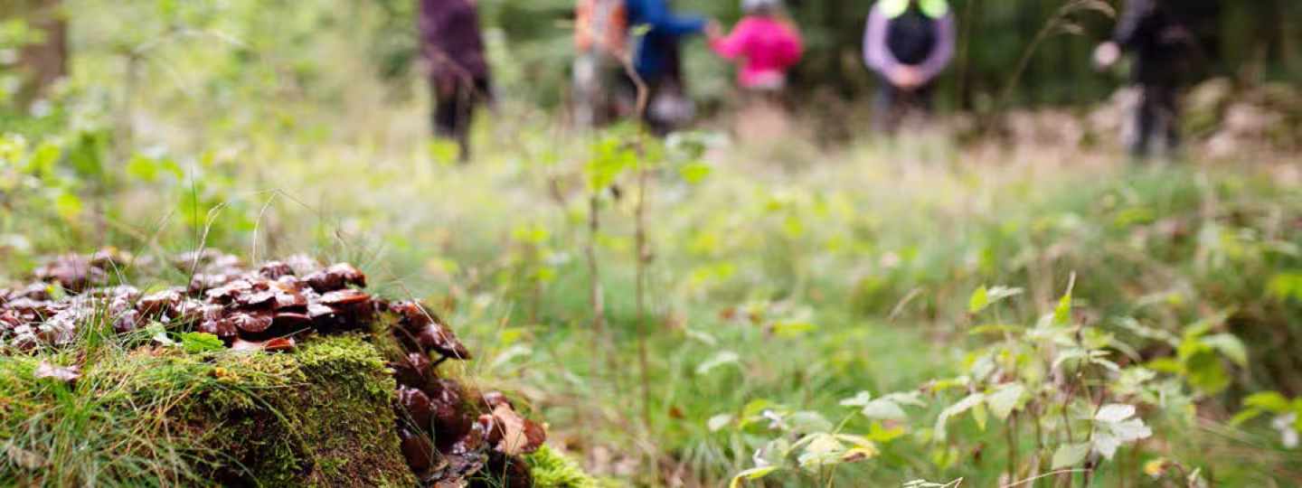 A close-up of dark brown mushrooms growing on a mossy tree stump in the foreground, with a blurred group of people walking through a lush green forest in the background.