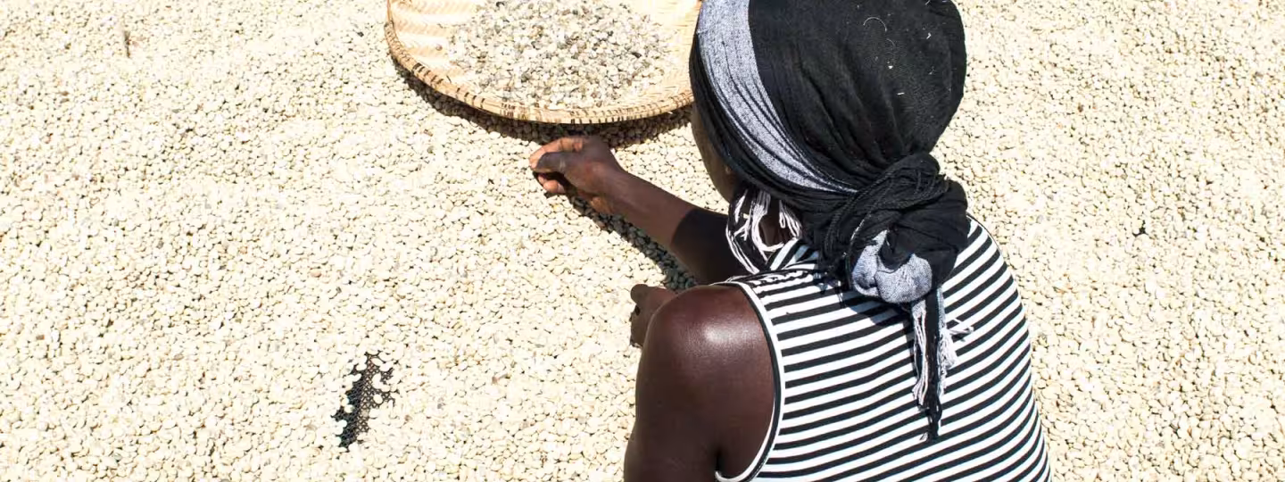 A woman wearing a headscarf and striped top uses a woven tray to sort and filter a large spread of drying coffee beans under the sun.
