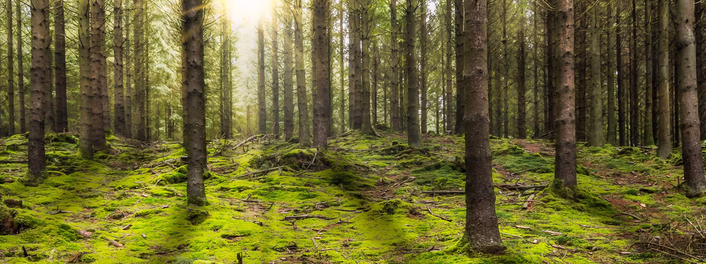 forest with the morning sun shining through the trees.