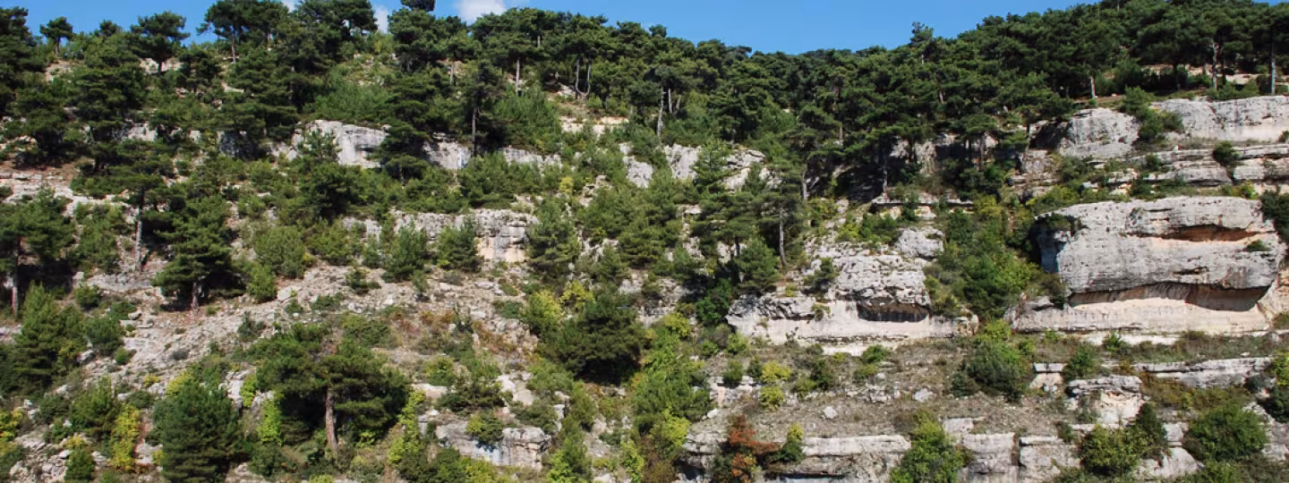 A pine forest growing along a steep, terraced limestone cliffside under a clear blue sky in Lebanon.