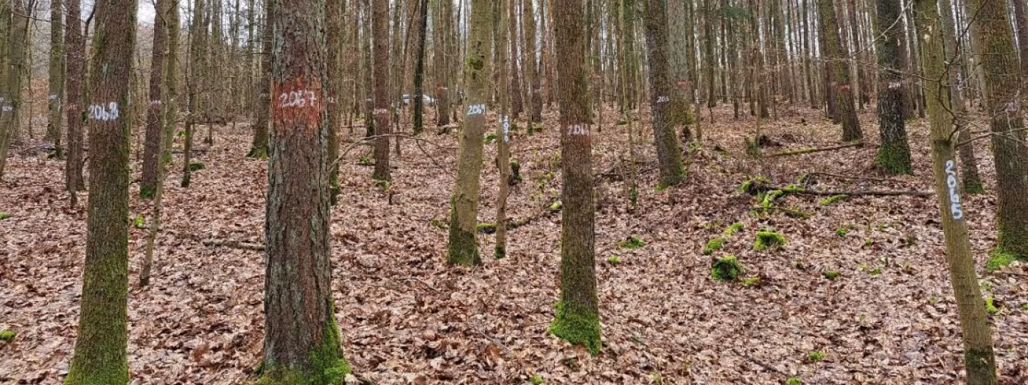 A forest management site during autumn, showing multiple tree trunks marked with white and orange identification numbers for research or inventory purposes.