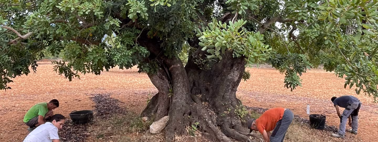 Carob tree and pod collectors in Valencia, Spain