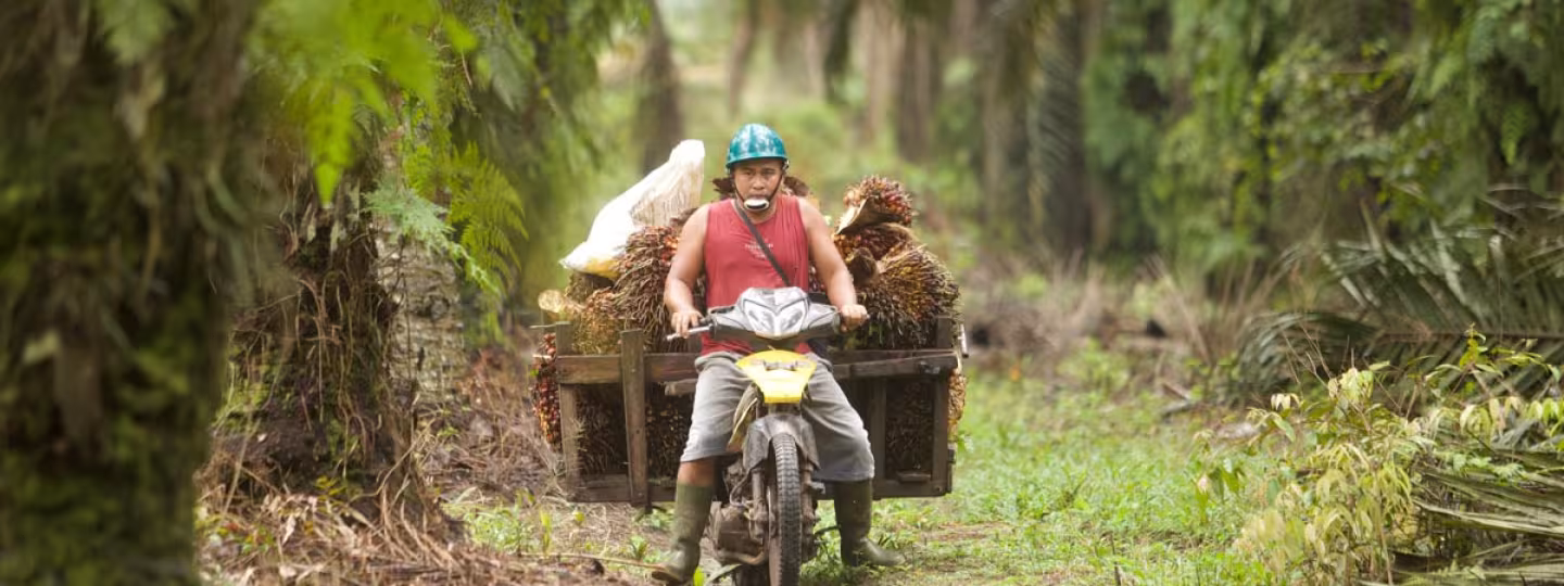 A worker wearing a helmet and boots rides a yellow motorcycle fitted with side wooden carts loaded with harvested palm oil fruit bunches along a path through a dense palm oil plantation.