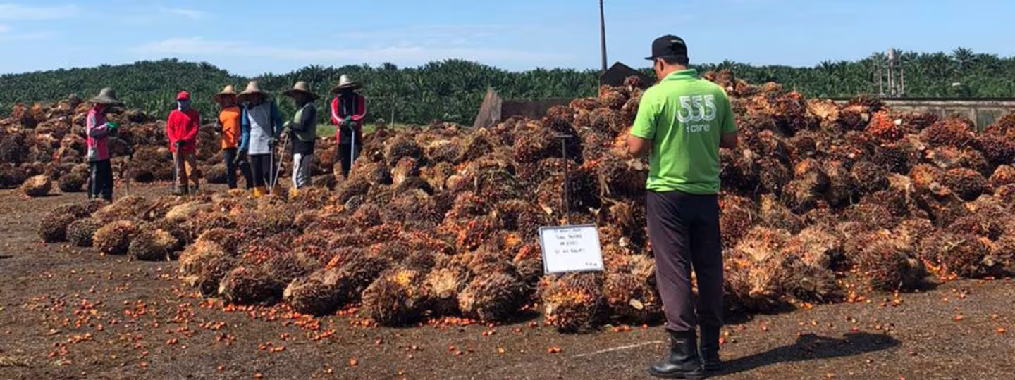 A group of plantation workers stands in a line behind a massive pile of harvested palm oil fruit bunches on an outdoor collection ground, while a supervisor in a green shirt stands in the foreground looking toward them.
