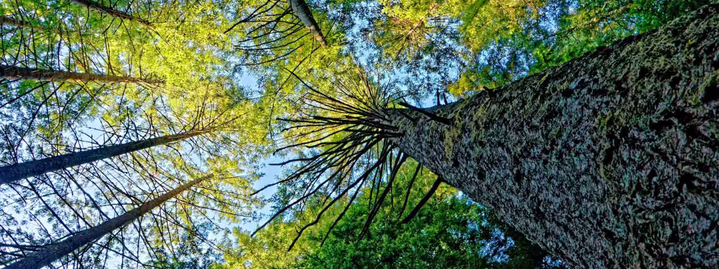 Upward view of a European forest