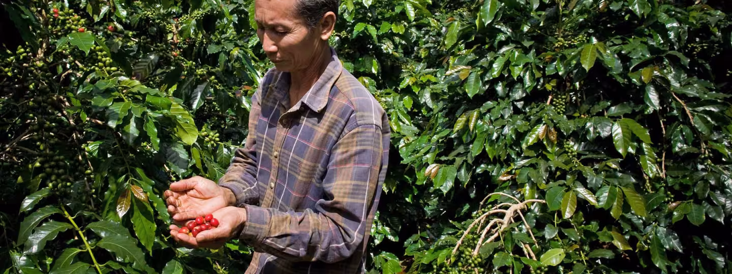 A coffee farmer stands amid lush, green coffee plants, gently cupping a handful of bright red, ripe coffee cherries in his hands.