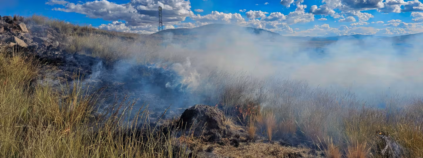   Natural grass forest fire on a sunny day