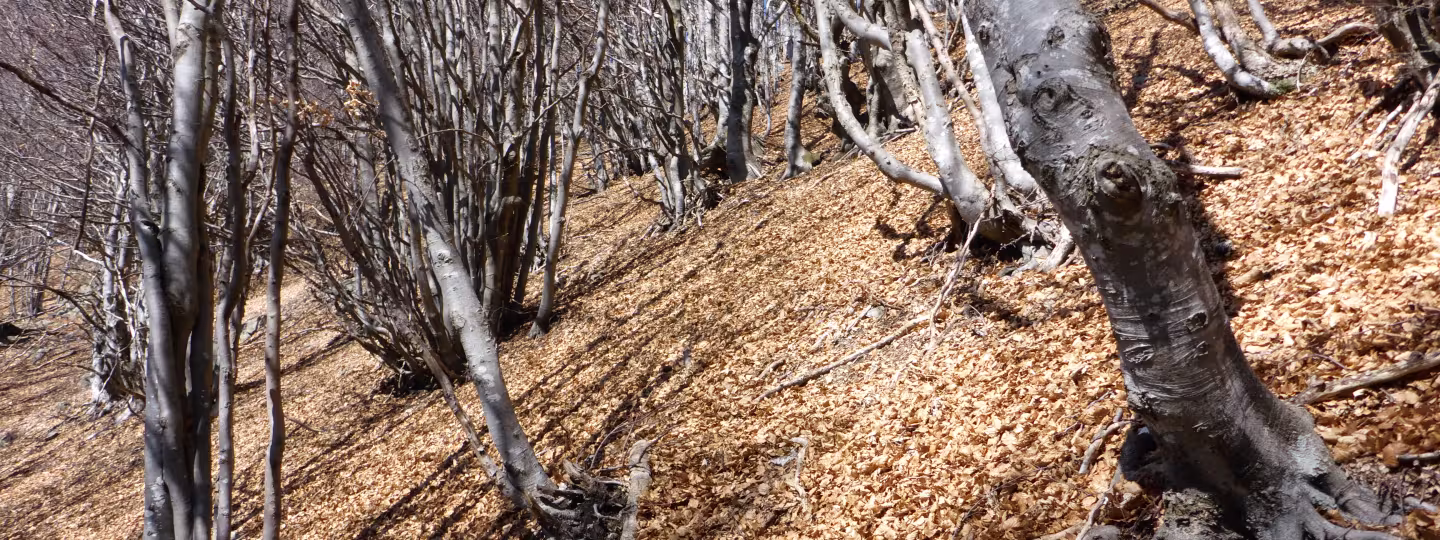 Steep beech forest in Switzerland