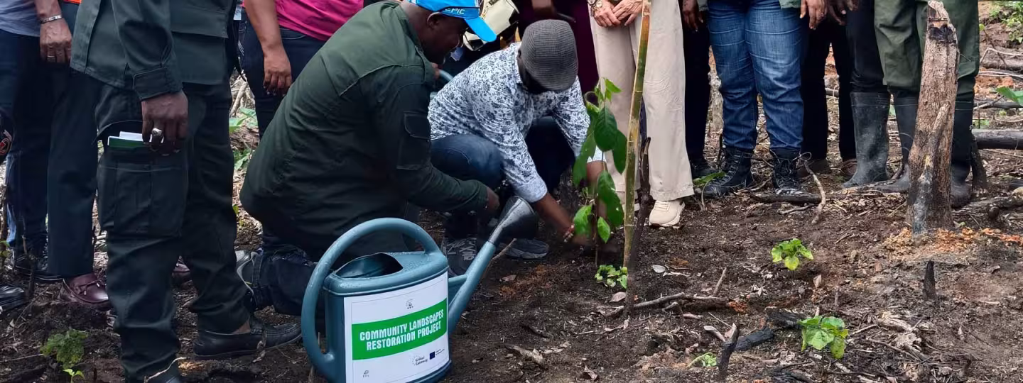 Ghana local farmers planting seedlings.