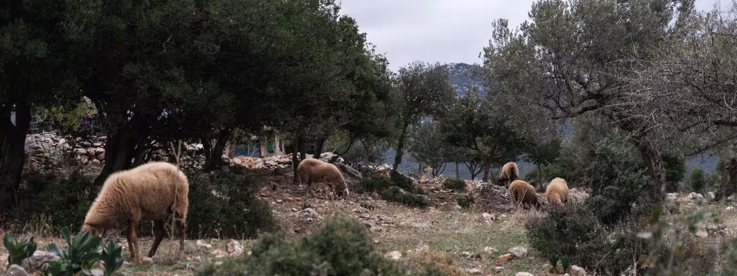 Sheep grazing in Mediterranean landscape