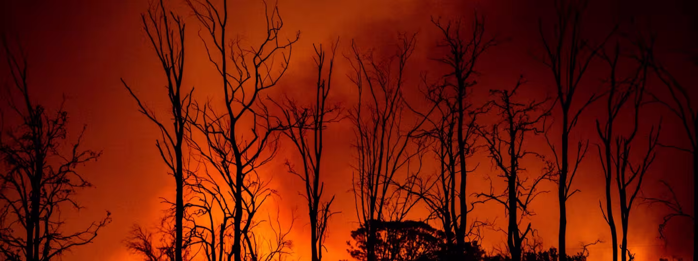 a wildfire burning trees