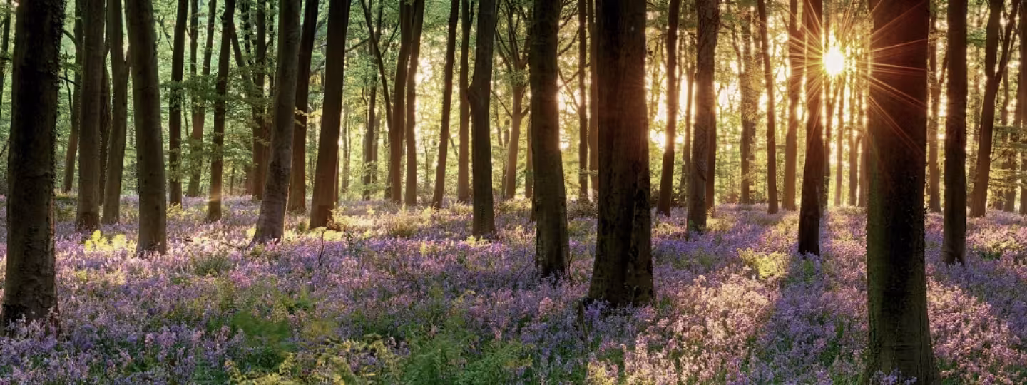 Forest at sunset