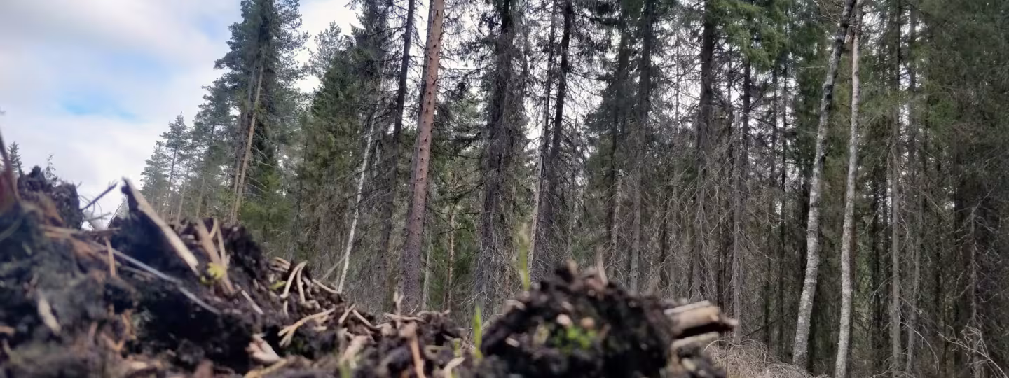 peatland forest soils