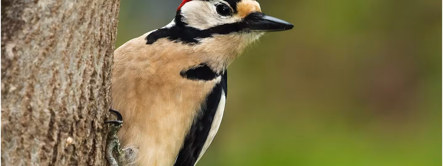 Woodpecker