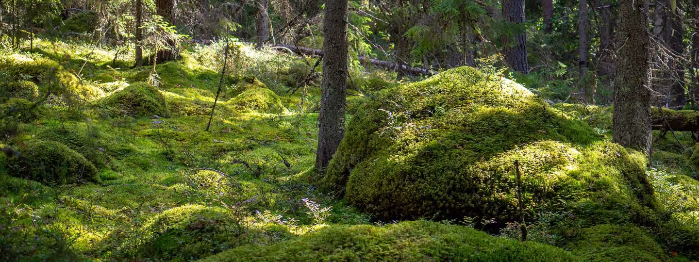 Sunlit Moss Mounds on Forest Floor in Finland
