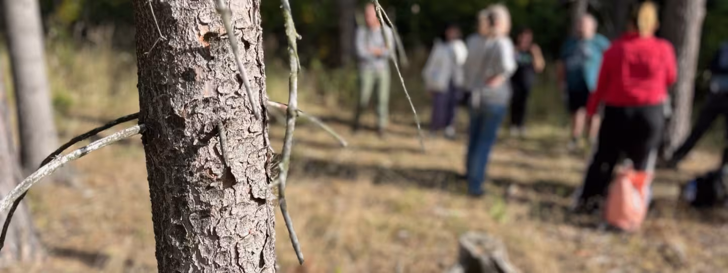Image from the forest site, showing both damaged trees and the workshop group