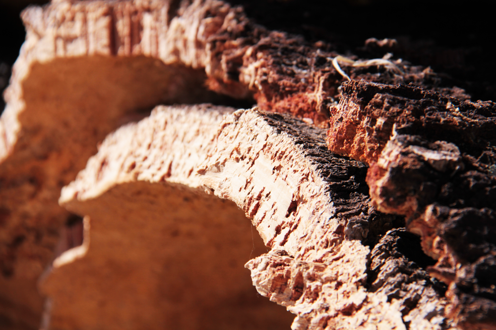  Detail of the cork oak bark 