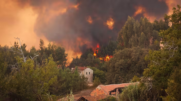 forest fire