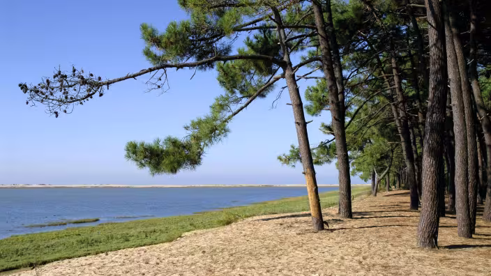 A row of pine trees growing along a sandy shoreline next to a calm body of water under a clear blue sky.