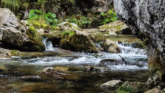 A clear mountain stream flowing over and around moss-covered rocks in a lush, wooded area.