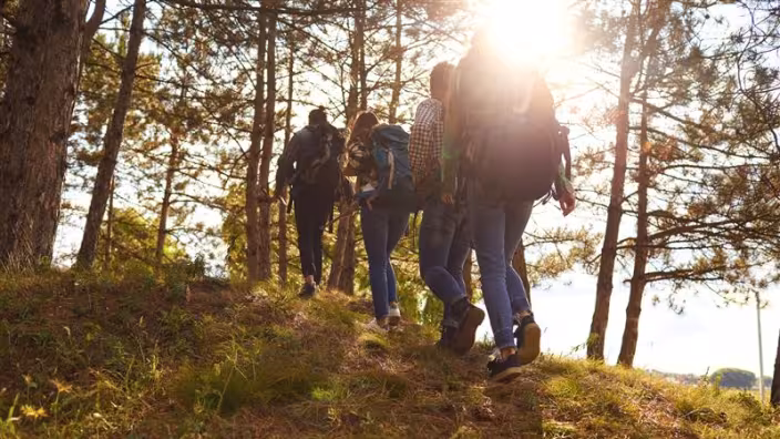 A group of four hikers with backpacks walking up a grassy forest trail into a pine grove at sunset.