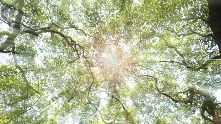 Tree top under the afternoon sun light