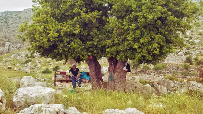 A man resting on a bench in the shade of a large, leafy Mediterranean oak tree within a rocky, mountainous landscape.