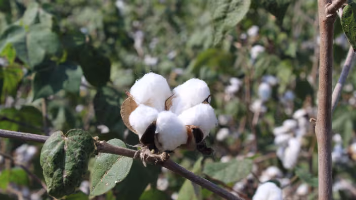 Detailed view of a cotton plant with bolls in an outdoor field setting.