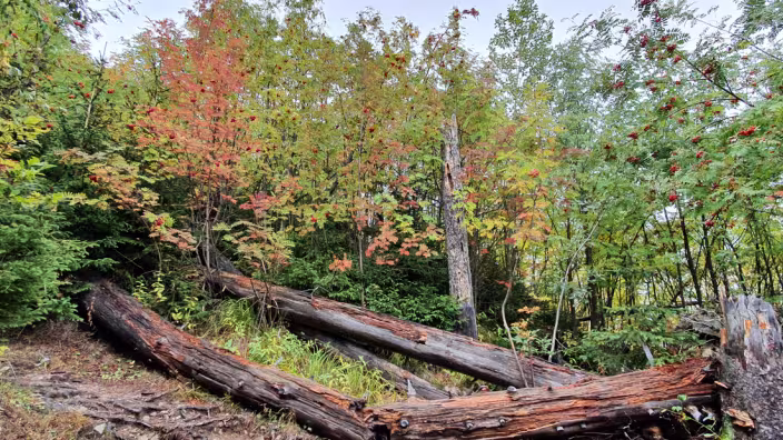 Old-growth forest in Slovakia
