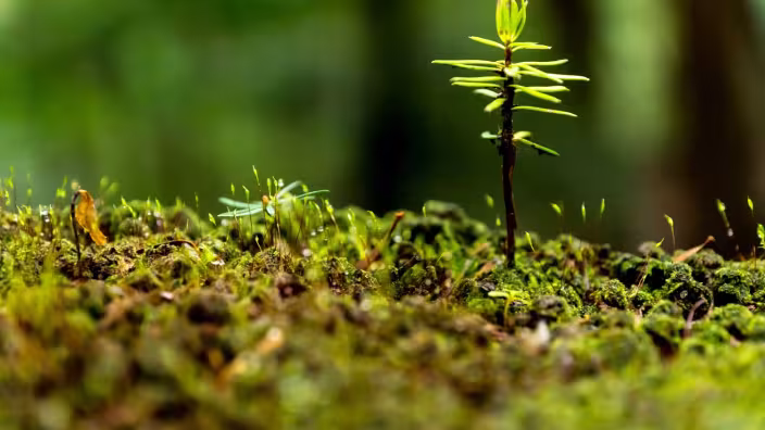 Photo shows tree seedling.