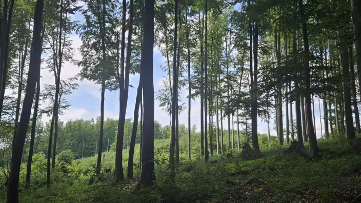 trees in a mixed stand forest