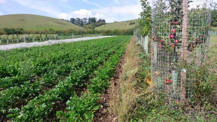 Rows of green leafy crops grow in a field next to an apple tree protected by a wire mesh cage, with rolling green hills in the distant background.