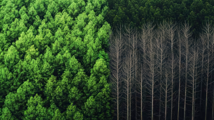 Forest Restoration